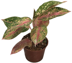 Аглаонема Фаерворкс d9