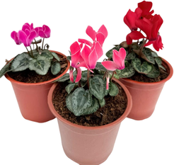 Цикламен d13