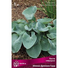 Корневище Хоста гибридная Абиква Дринкин Гурд 1шт 277696 купить с ...
