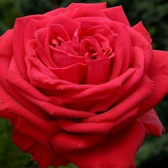 Роза чайно-гибридная Sofi Loren C3