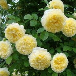 Роза Шраб Английская Пилигрим (в тубе)