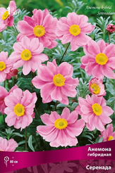Клубень Анемона гибридная Серенада 1шт