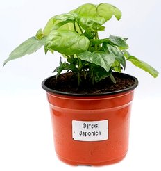 Фатсия (Фатсхедера), D12