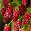 Саженец Ежемалина Тайберри С2