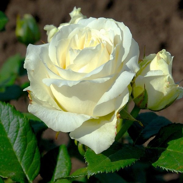 Роза чайно-гибридная Аваланж С4 