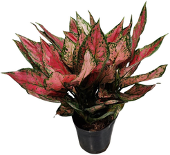 Аглаонема Фулл Ред d12