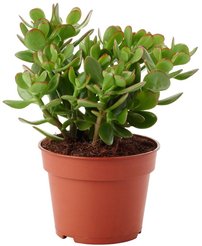 Толстянка d10,5см h23-30см