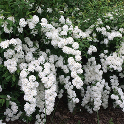 Спирея Вангутта С2 h40см