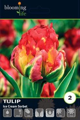 Луковицы Тюльпан махровый поздний Айс Крим Сорбет 2шт