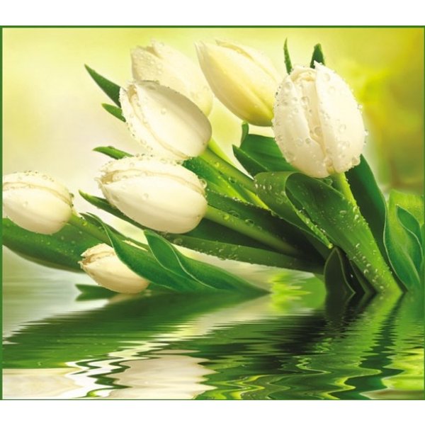 Фотообои Vostorg Collection А001 Белые тюльпаны 294х260 12л