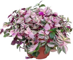 Традесканция D16