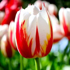 Луковица Тюльпан Хэппи Дженерейшн (3шт)