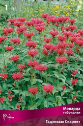 Корневище Монарда гибридная Гадэнвью Скарлет 1шт