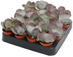 Котиледон Ундулата d5,5 h8