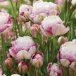 Луковица Тюльпан Дабл Сюрпрайз (3шт)