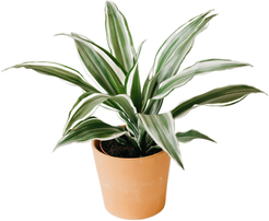 Драцена Warneckii 30-10 d17 h75