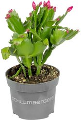 Рипсалидопсис d9 h25