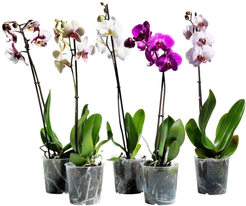 Орхидея Фаленопсис 1 ветка D12