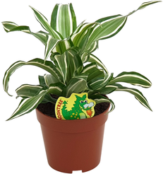 Драцена Канзи d12 h30