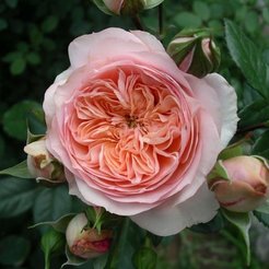 Роза чайно-гибридная Sourire du Havre C3