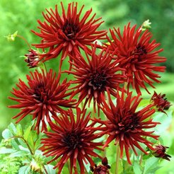 Клубень Георгина кактусовая Нуи д'Эте 1шт