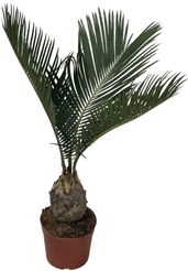 Цикас Революта d11