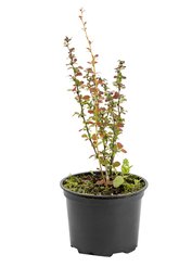 Барбарис Тунберга Aurea C2 h20-25см