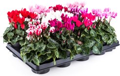 Цикламен d12