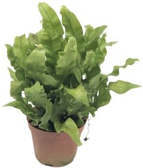 Асплениум Флейм d9