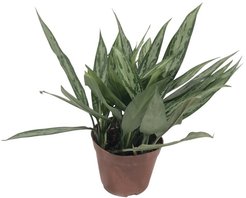 Аглаонема Сильвер Куин d12