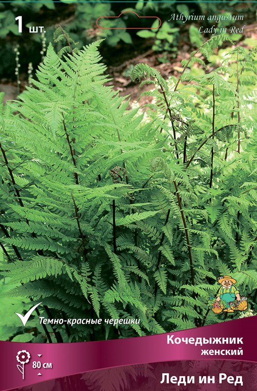 Корневище Папоротники Кочедыжник женский Леди ин Ред 1шт 353748 купить ...