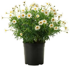 Нивяник великолепный Becky С2