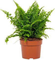 Нефролепис Витале D12 H23