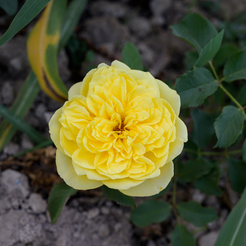 Роза шраб Английская Шарлотта (в тубе)