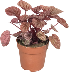 Пеперомия Куито d12