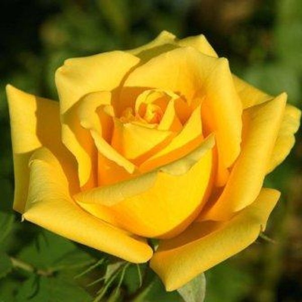 Роза чайно-гибридная сорт Жетлый остров в коробке