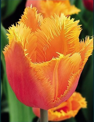 Луковицы Тюльпан бахромчатый Ламбада 2шт