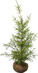 Ель обыкновенная h120-140см (сетка с комом)