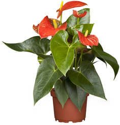 Антуриум Ред d12 h36