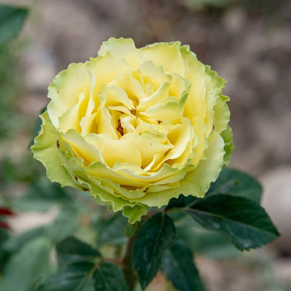 Роза чайно-гибридная Лимбо (в тубе)