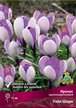 Луковицы Крокус крупноцветковый Уэйл Шарк 10шт