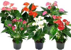 Антуриум микс d17