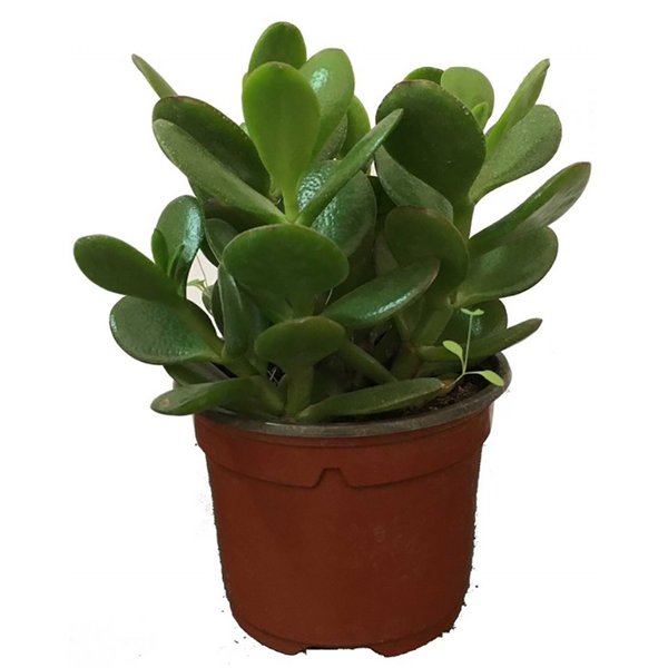 Толстянка (Крассула) d7 407267 купить с доставкой в МЕГАСТРОЙ Казань