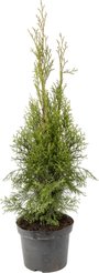 Туя западная Smaragd C5 h40-60см