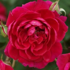 Роза плетистая Quadra C3