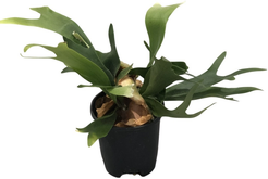 Платицериум d12