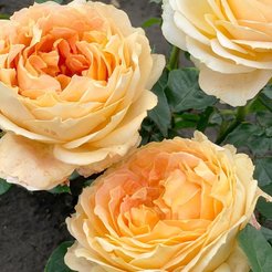 Роза чайно-гибридная Caramel Antike C3