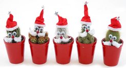 Кактус Новогодний D5