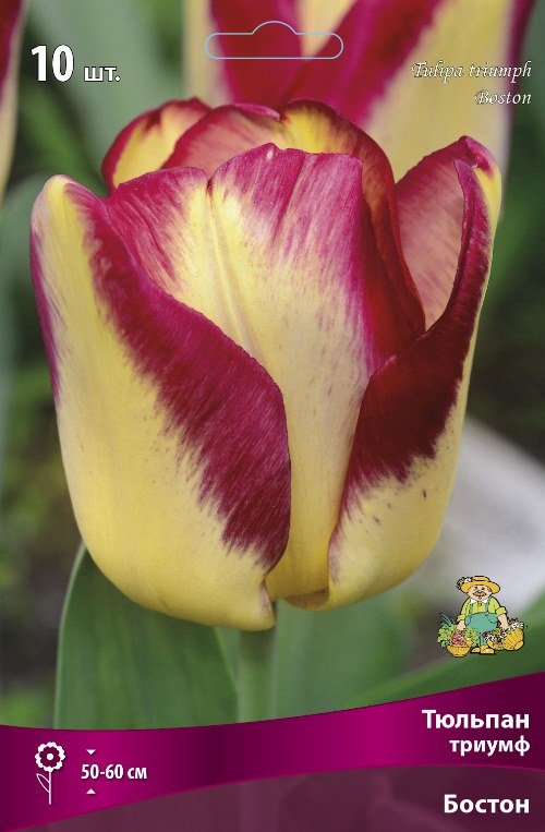 Тюльпан бостон. Тюльпан страйпт краун (триумф). Тюльпан триумф бостон. Тюльпан boston. Тюльпаны триумф сорта.