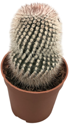 Маммиллярия Матудае d5